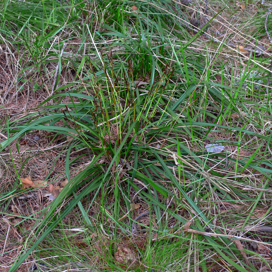 Image of Carex digitata specimen.