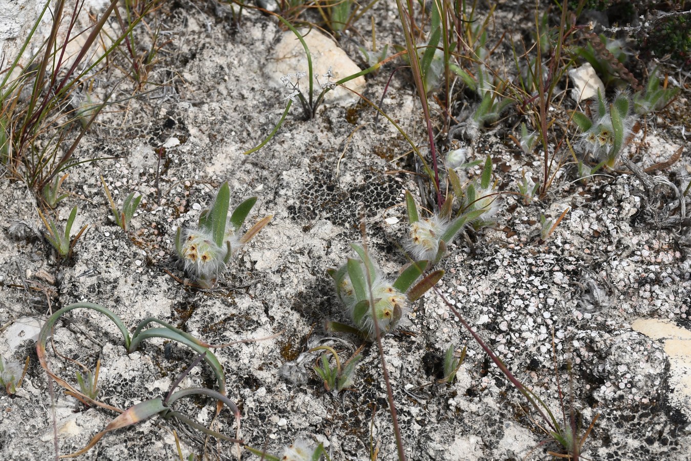 Image of Plantago cretica specimen.