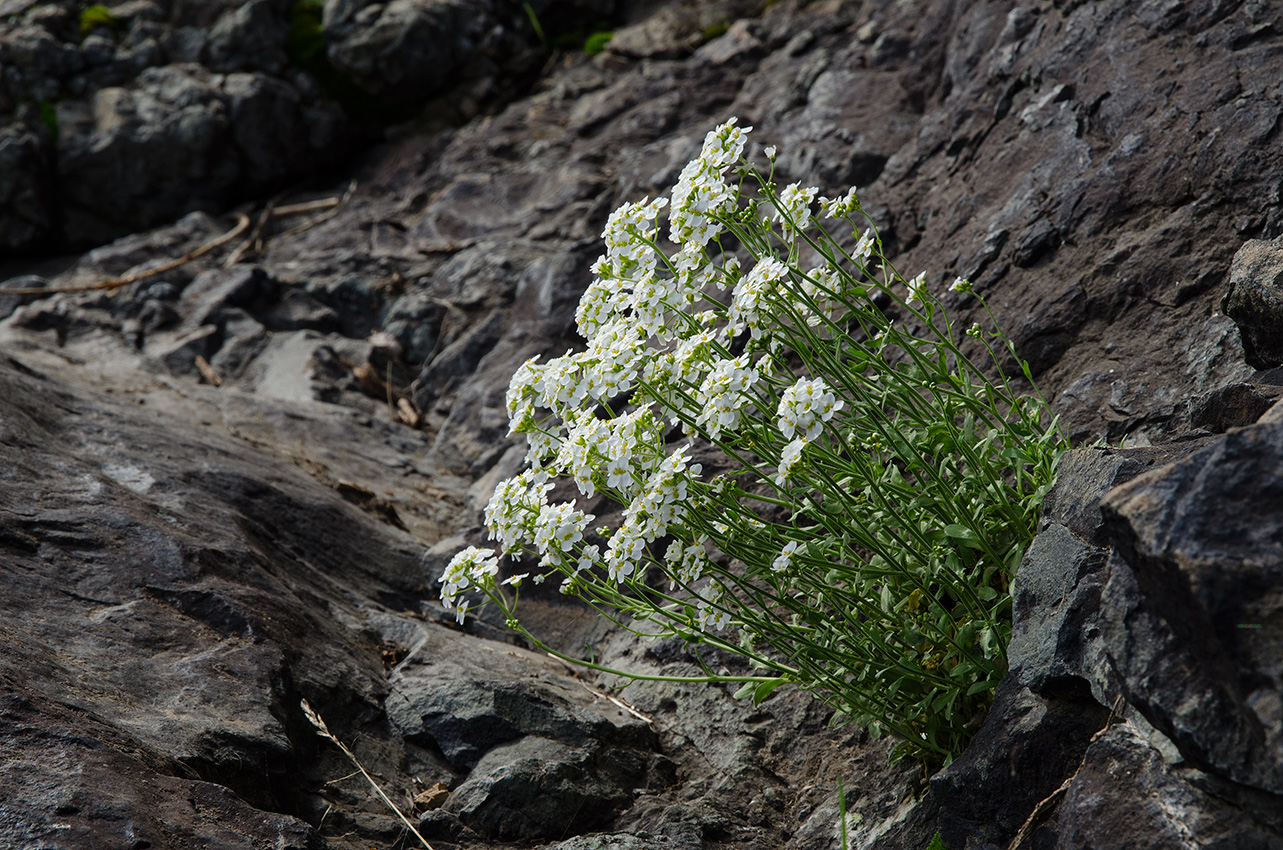 Image of Schivereckia podolica specimen.