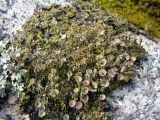 genus Cladonia