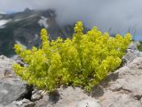 Cruciata valentinae. Цветущее растение. Адыгея, Кавказский биосферный заповедник, гора Гузерипль, ≈ 2100 м н.у.м., зарастающая крупнокаменистая осыпь на южном склоне, образовавшаяся в результате недавнего (2012 год) массивного оползня. 28.06.2023.