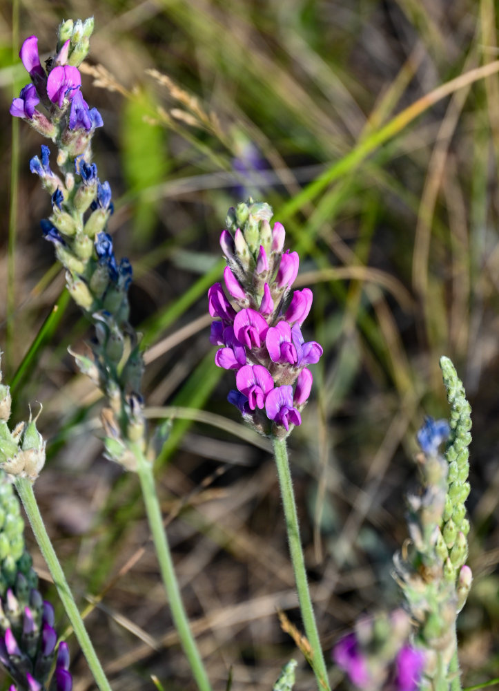 Изображение особи Oxytropis kasakorum.