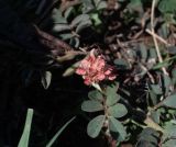 семейство Fabaceae. Лист и соцветие. Чили, обл. Valparaiso, провинция Isla de Pascua, восточная часть острова, церемониальный комплекс Tongariki. 12.03.2023.