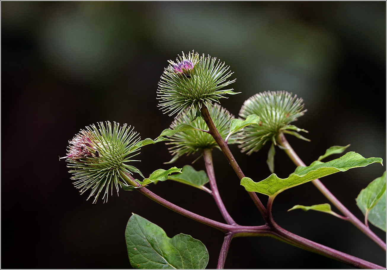 Image of Arctium lappa specimen.