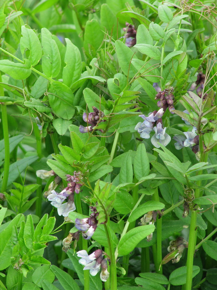 Image of Vicia sepium specimen.