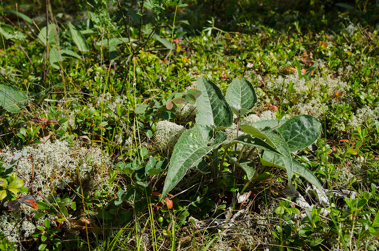 Image of Saussurea controversa specimen.