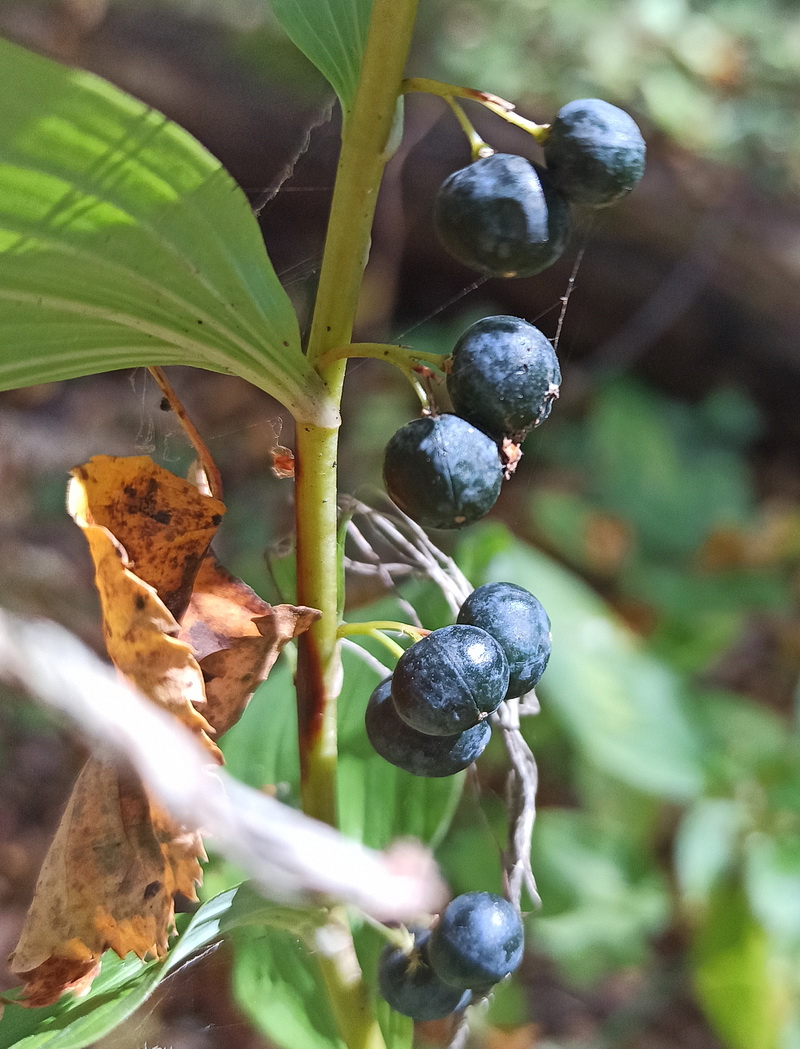 Изображение особи Polygonatum multiflorum.