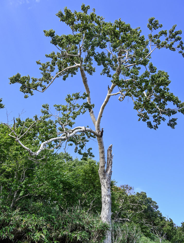 Изображение особи Betula ermanii.