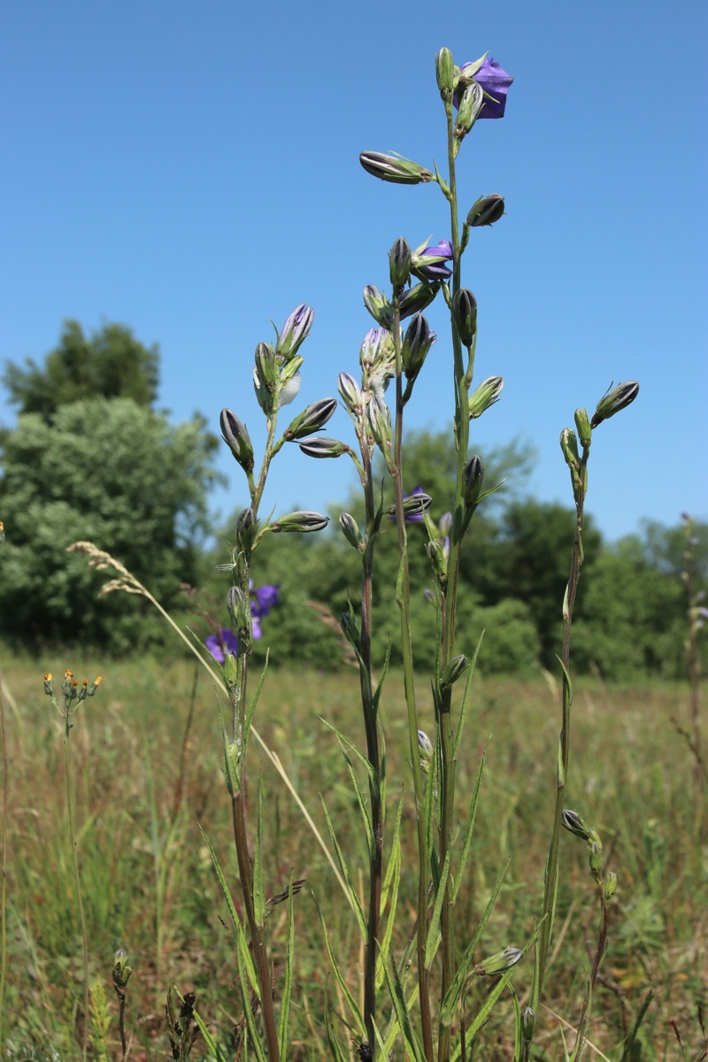 Image of Campanula persicifolia specimen.