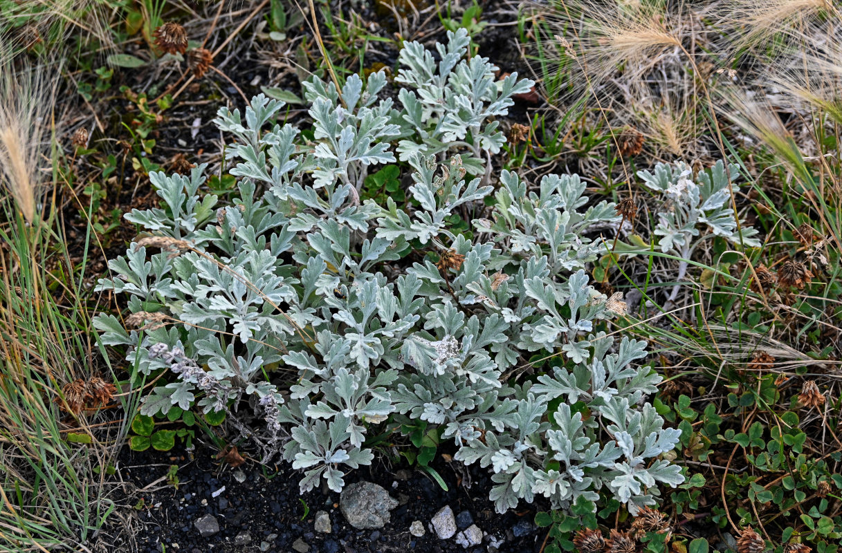 Image of Artemisia stelleriana specimen.