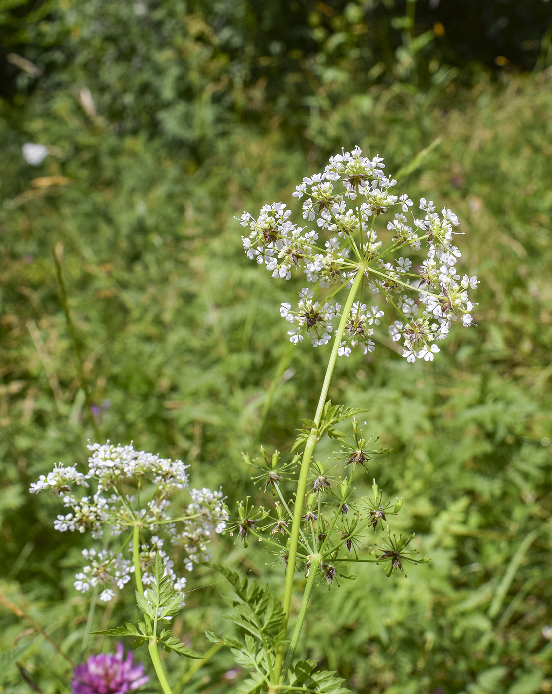 Изображение особи Anthriscus sylvestris.