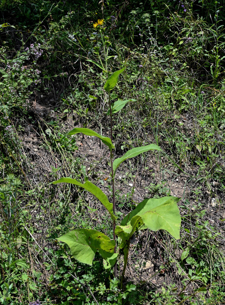 Изображение особи Inula helenium.