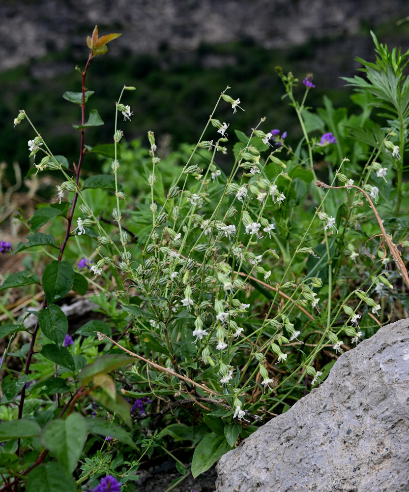 Изображение особи Silene dichotoma.