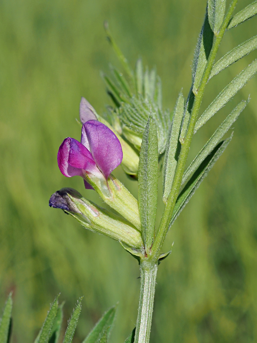 Изображение особи Vicia angustifolia.