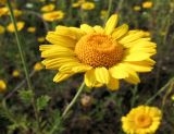 Смотреть изображение Anthemis tinctoria