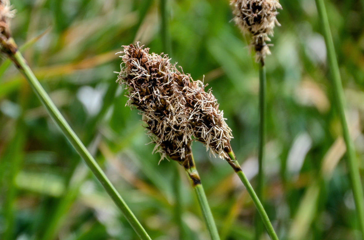 Image of Kobresia stenocarpa specimen.