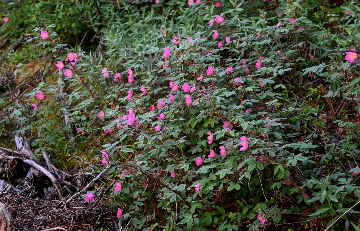 Image of Rosa acicularis specimen.