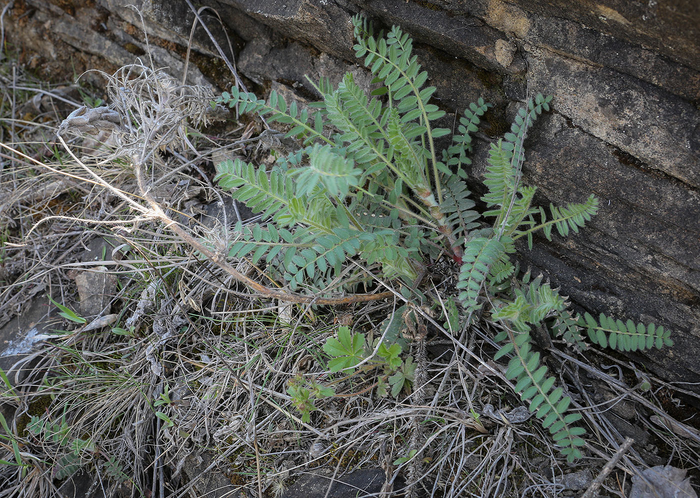 Изображение особи Oxytropis pilosa.