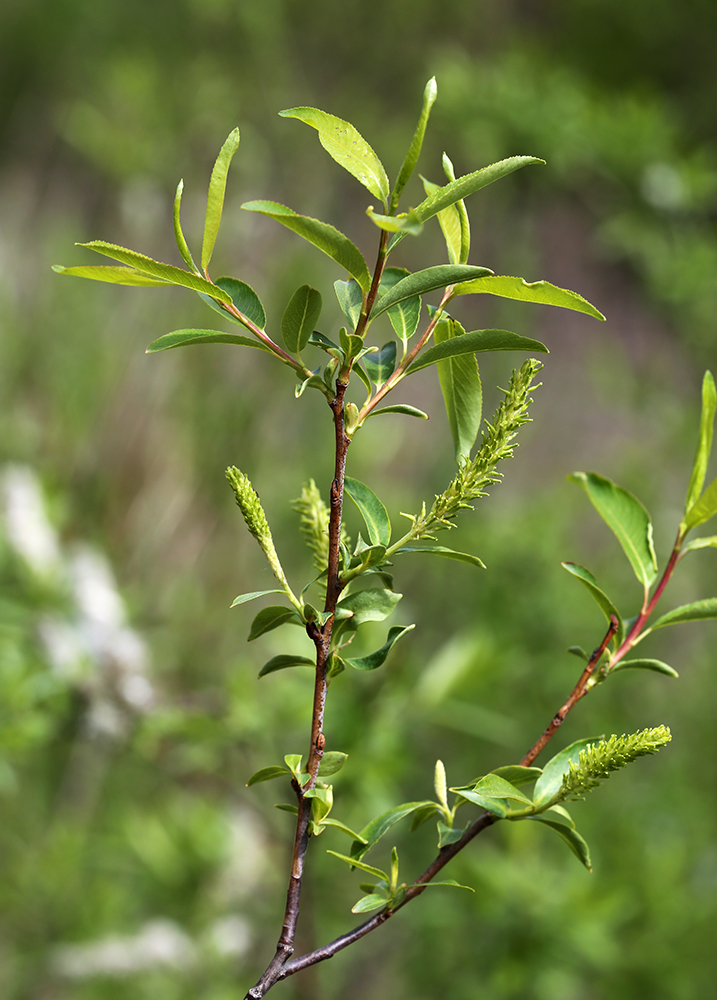 Изображение особи Salix nipponica.