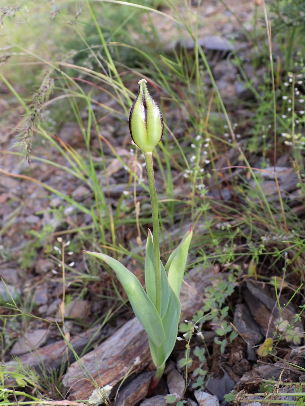 Изображение особи Tulipa affinis.