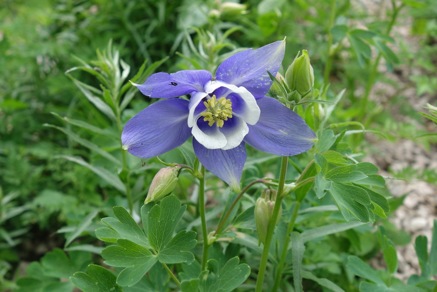 Изображение особи Aquilegia olympica.