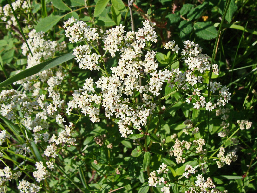 Image of genus Galium specimen.