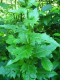 Cirsium sychnosanthum