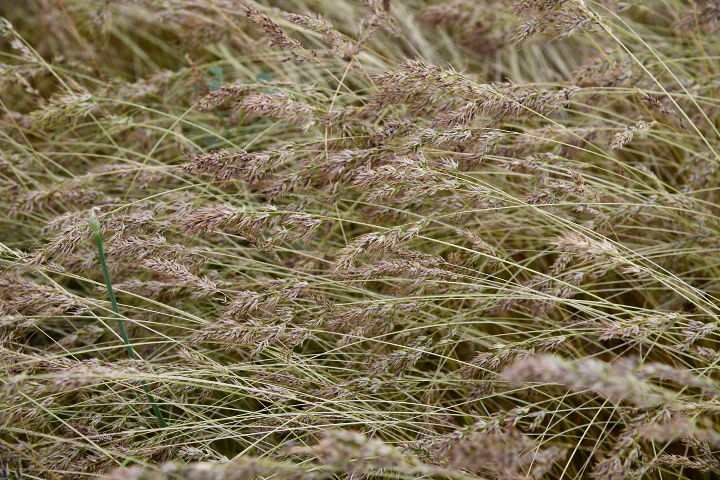 Image of Poa bulbosa ssp. vivipara specimen.