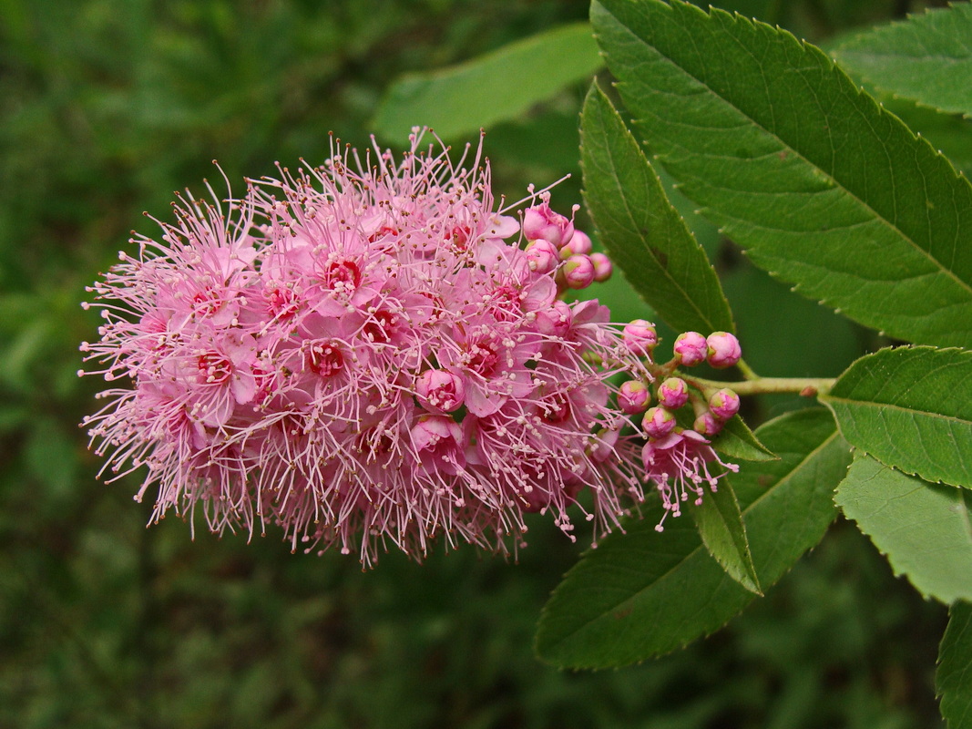 Image of Spiraea salicifolia specimen.