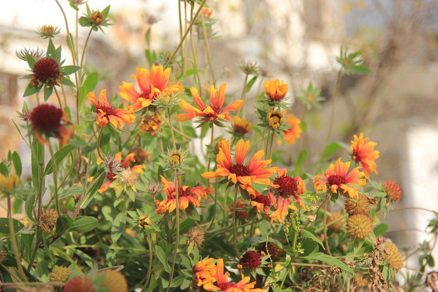 Image of Gaillardia aristata specimen.