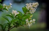 Ligustrum vulgare. Верхушка ветви с соцветиями. Грузия, Имеретия, Гелатский монастырь, опушка широколиственного леса. 14.06.2023.