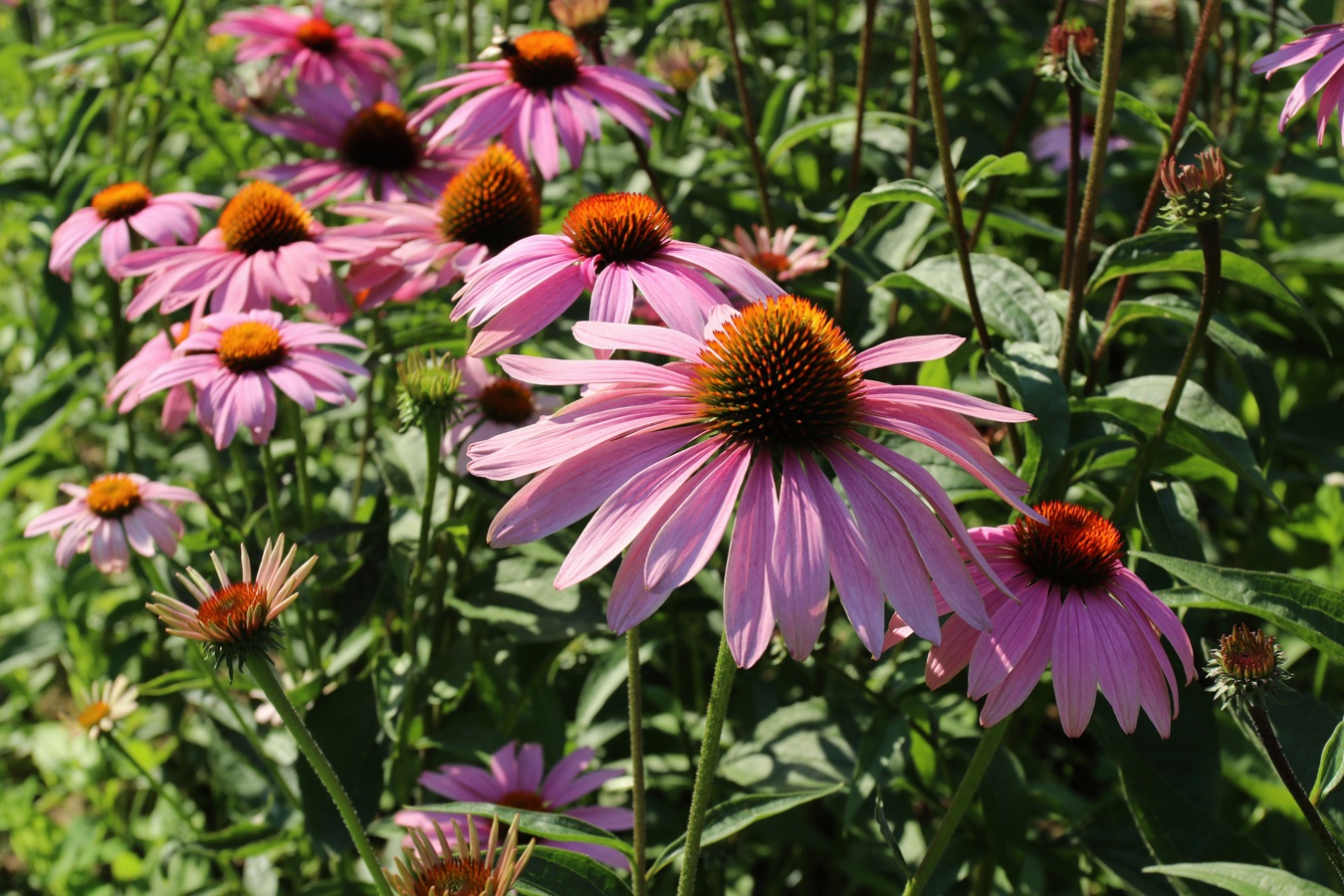 Image of Echinacea purpurea specimen.