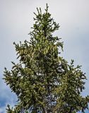 Picea obovata. Верхушка кроны с незрелыми шишками. Красноярский край, Таймырский Долгано-Ненецкий р-н, плато Путорана, долина р. Кутарамакан, опушка смешанного леса, берег реки. 25.07.2023.