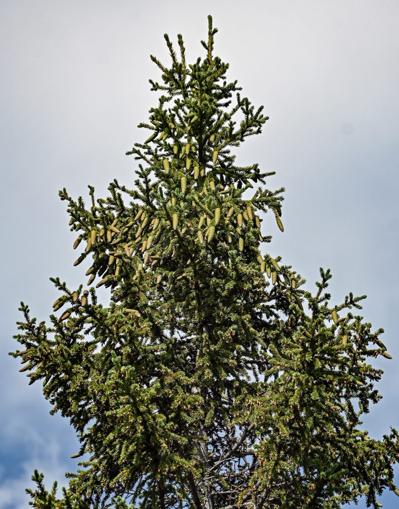 Изображение особи Picea obovata.