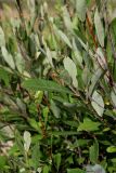 Salix cinerea