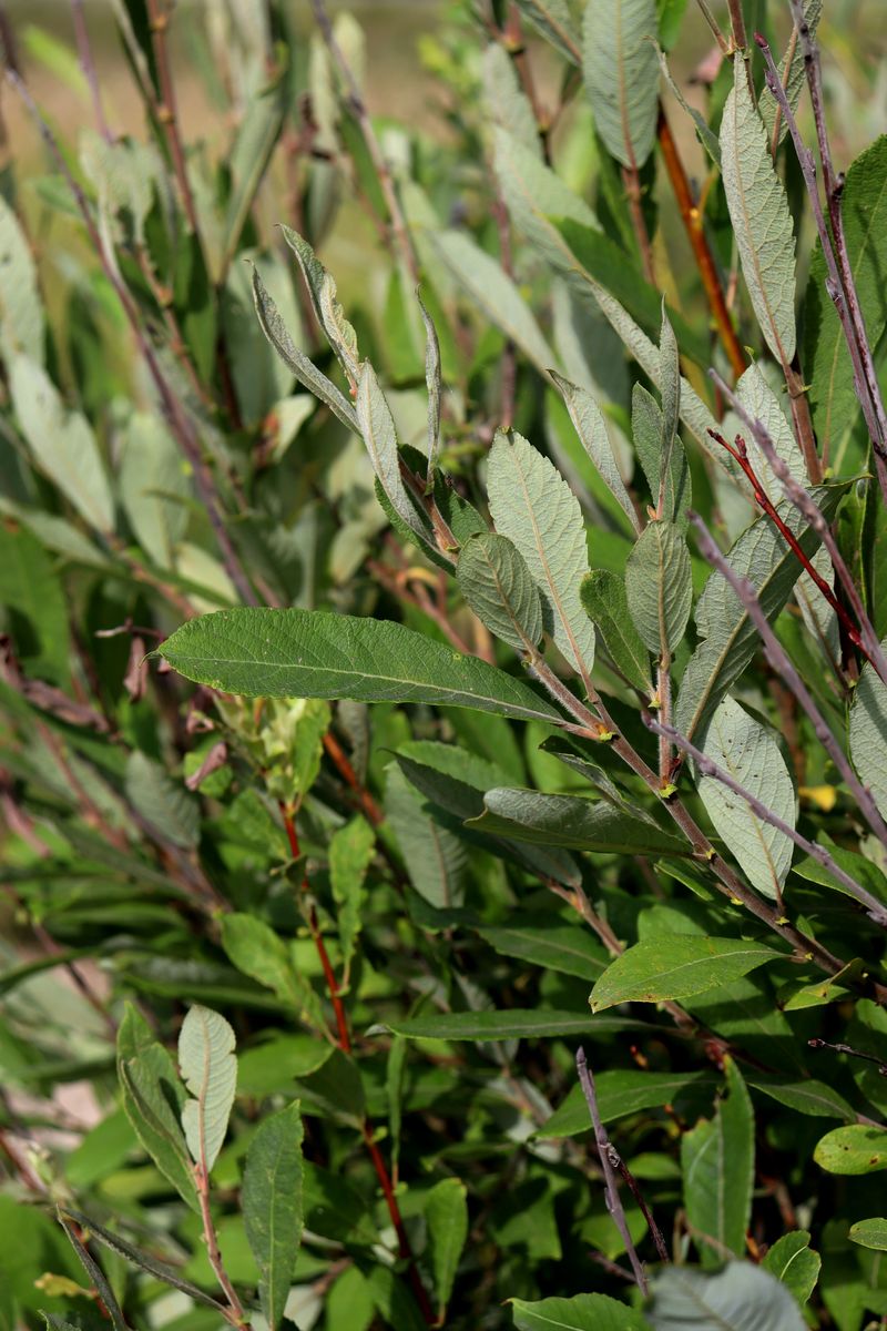 Image of Salix cinerea specimen.