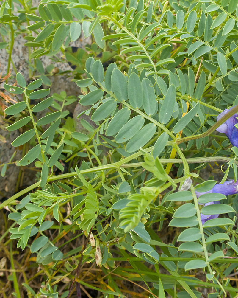 Изображение особи Vicia sosnowskyi.