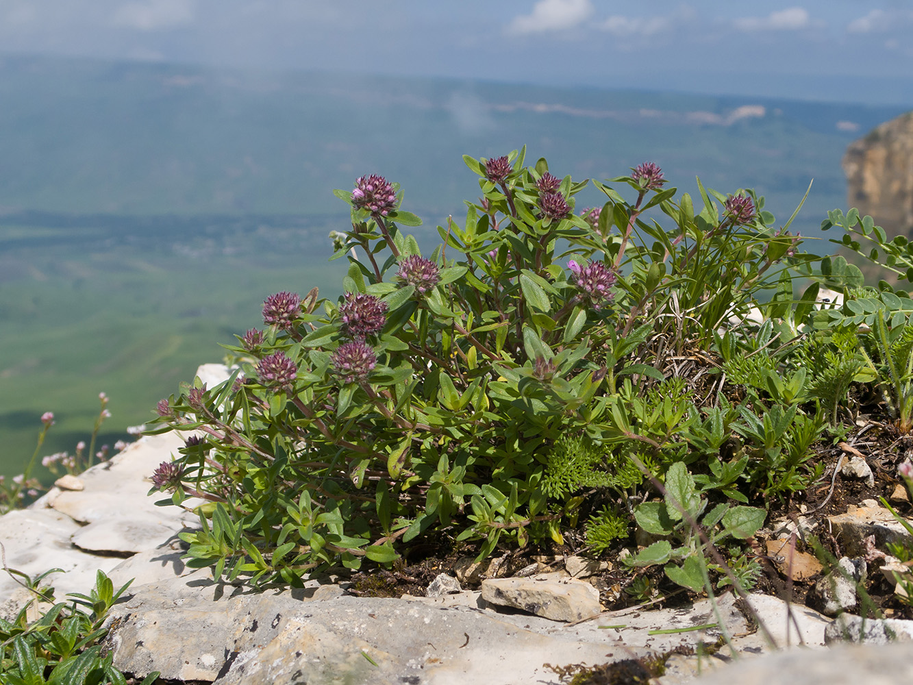 Image of Thymus nummularius specimen.