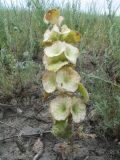 Eremostachys molucelloides