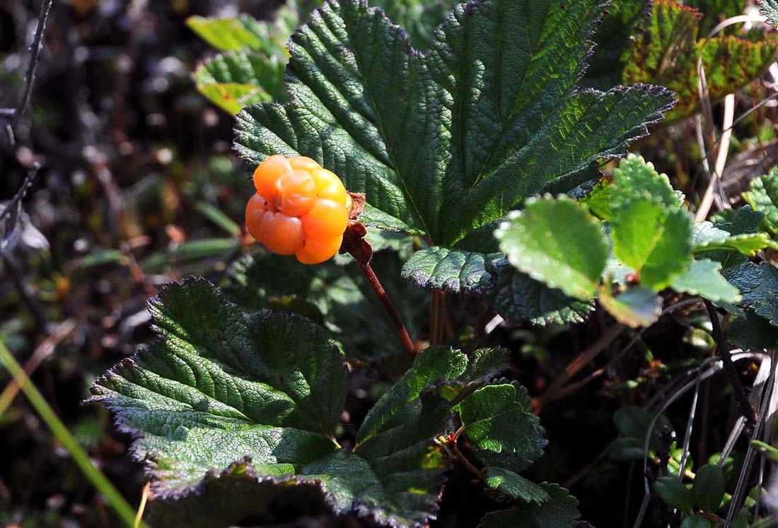 Image of Rubus chamaemorus specimen.