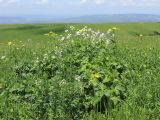 Hesperis voronovii. Цветущие растения (на переднем плане - листья Ranunculaceae). Карачаево-Черкесия, Зеленчукский р-н, гора Джисса, ≈ 1600 м н.у.м., субальпийский луг. 14.06.2024.