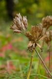 Primula macrocalyx. Соплодия. Башкортостан, Туймазинский р-н, Карамалы-Губеевский сельсовет, окр. с. Кальшали, опушка дубово-кленовой рощи. 8 сентября 2023 г.