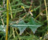 Lactuca serriola