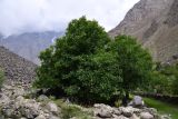 Juglans regia. Взрослые плодоносящие деревья. Таджикистан, Горно-Бадахшанская автономная обл., Рушанский р-н, Рушанский хр., дол. р. Хуфдара, окр. кишл. Хуф, выс. ≈ 2200 м н.у.м., каменистый участок на окраине возделываемого поля. 5 июля 2024 г.