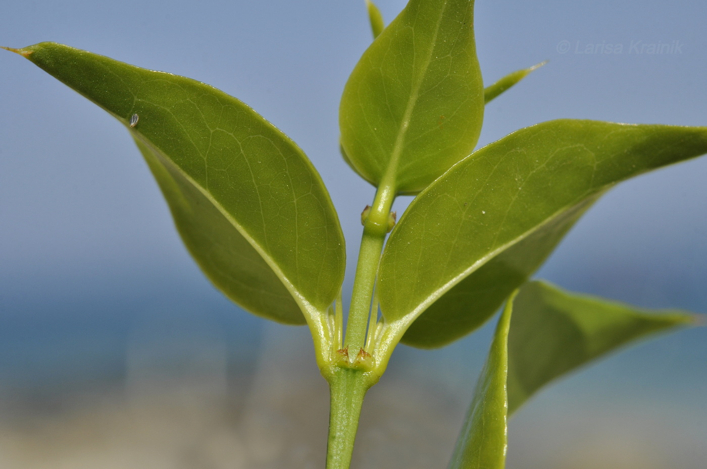 Image of Azima sarmentosa specimen.