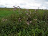 Aster tataricus