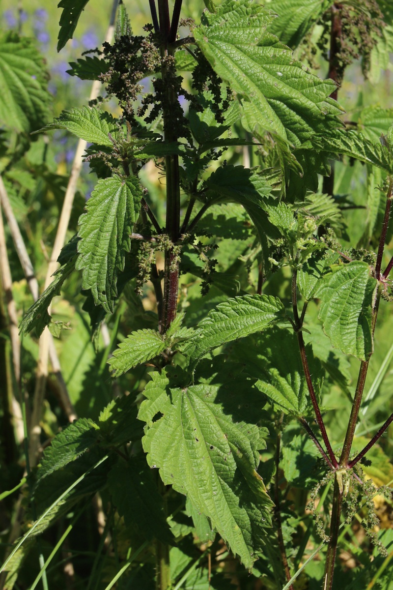 Image of Urtica dioica specimen.