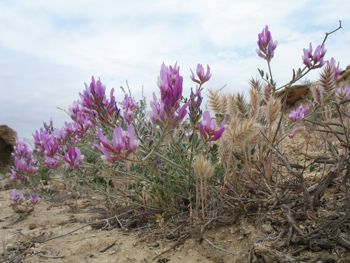 Image of Astragalus ustiurtensis specimen.