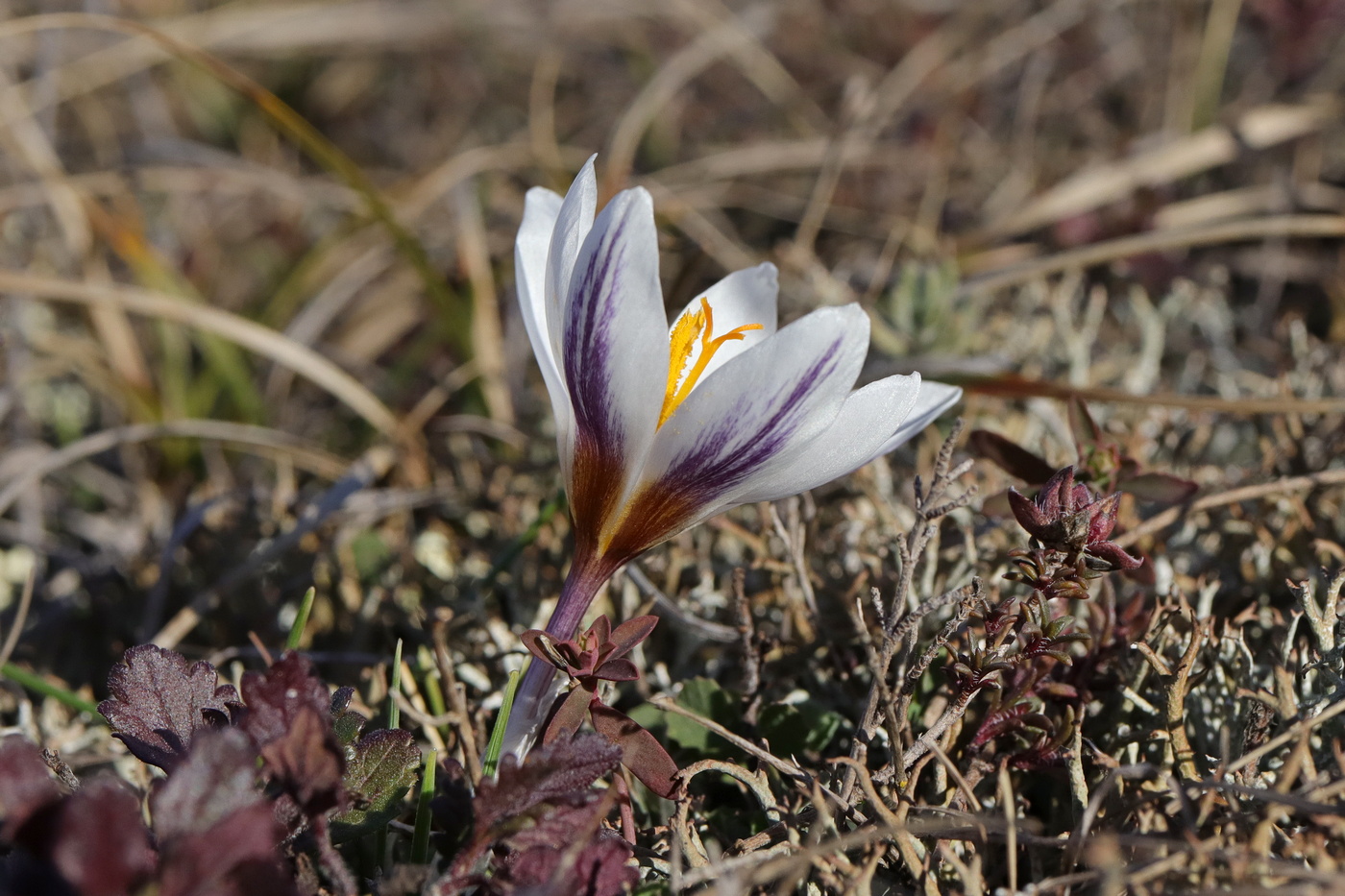 Изображение особи Crocus tauricus.