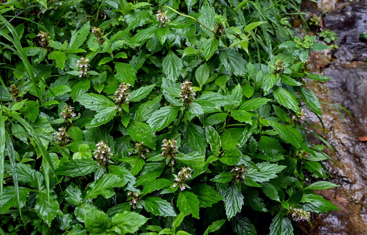 Image of Ajuga decumbens specimen.